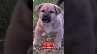 Salıverin kücük enisteyi? anadoluçobanköpeği dog alabai kangal malaklı dogs doglover animal