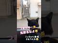 まるで人の子⁉️野良猫を挑発⁉️ #しゃべる猫