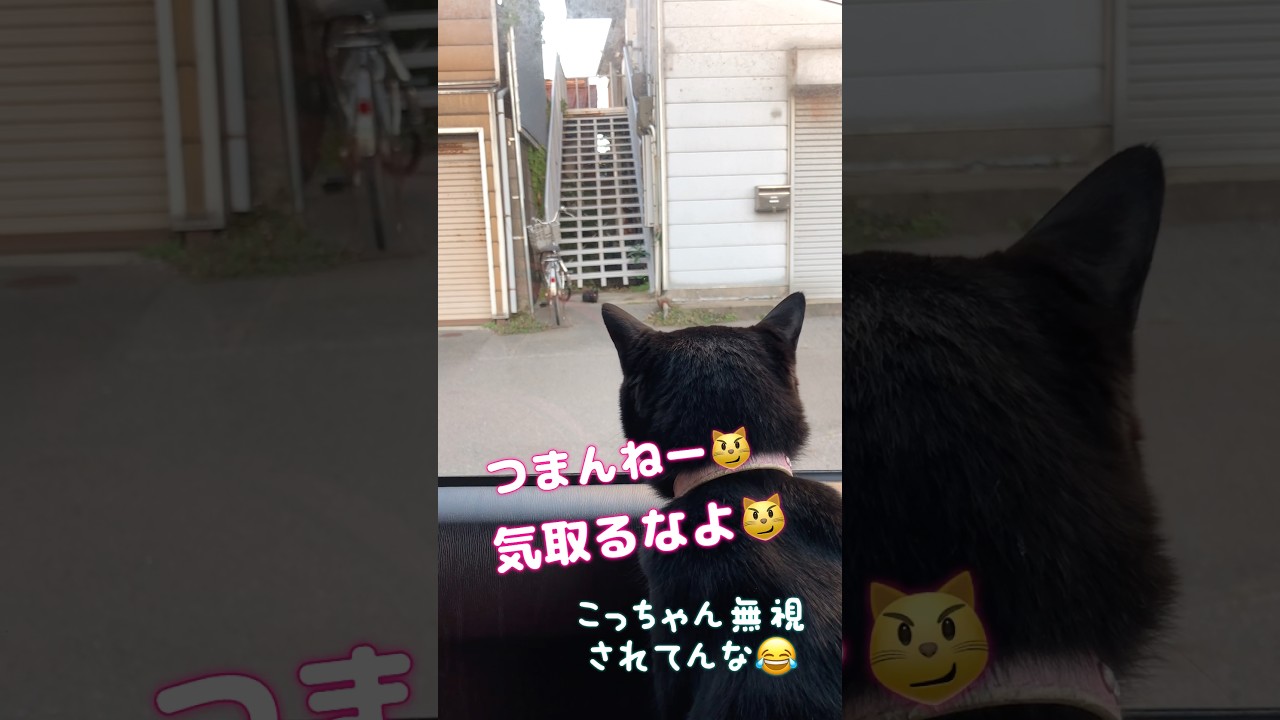 まるで人の子⁉️野良猫を挑発⁉️ #しゃべる猫