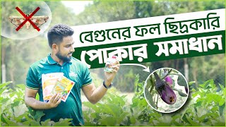 অতিরিক্ত তাপমাত্রায় বেগুনকে পোকার হাত থেকে রক্ষা করবেন কিভাবে ?