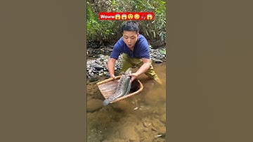 Fish trapping!! Snakehead fishing 🎣, bamboo trap snakehead fish, catching big snakehead #fishing
