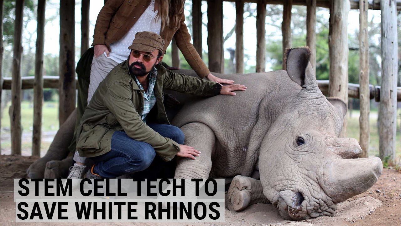 New strategy could save Northern White Rhinos from extinction