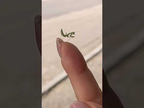 Смешной малыш Богомола. #shorts, #insects, #насекомые #nature #богомол #shorts