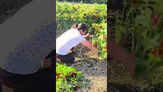 Harvesting Red Peppers in the Field