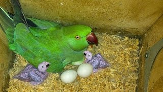 Indian Green parrot breeding and caring cage setup tips in Tamil | தமிழ்