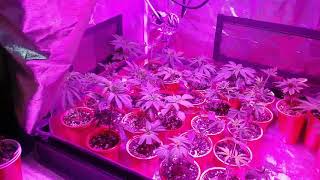Update on my home grow
