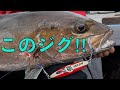 ジギングでジグの色は関係ない！大きいカンパチにはスローが効く!?【小笠原 父島 ぎょうてん丸】Slow pitch Deep Amberjack Jigging
