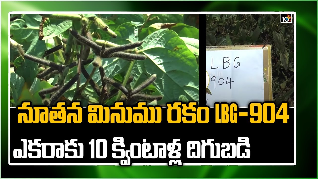 నూతన మినుము రకం LBG-904 ఎకరాకు 10 క్వింటాళ్ల దిగుబడి: Black Gram Cultivation | Matti Manishi | 10TV