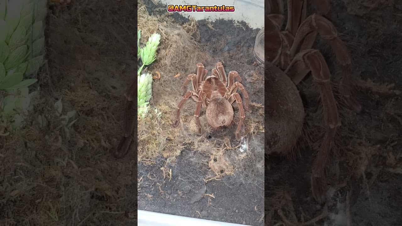 Pre Molt Burgundy Goliath Tarantula (Theraphosa Stirmi) 