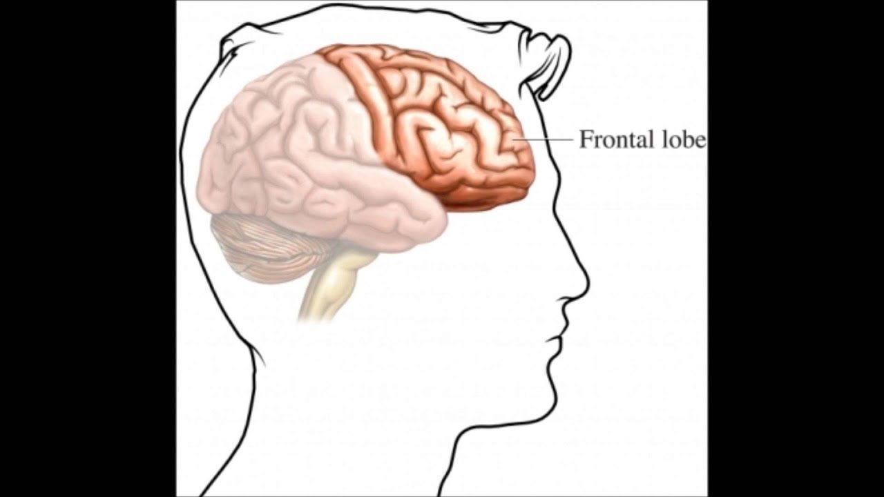 Центр лобной доли мозга