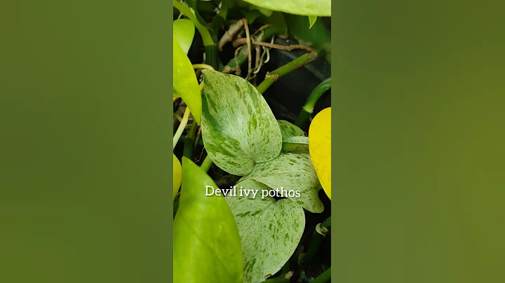 #shorts||money plant varieties||pothos||Gardeneca_home