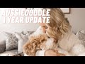 Aussiedoodle 1 Year UPDATE - What you need to know the FIRST YEAR with an Aussiedoodle