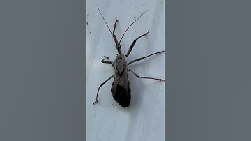 Beware The Assassin #youtubeshorts #shorts #fyp #trending #scary #funny #assassinscreed #assassinbug