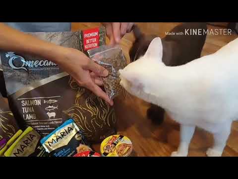 อาหารแมว Omecant​ เกรดพรีเมียม ราคาไม่แพง เพื่อแมวจร 2 ตัว จะได้กินกันเอร็ดอร่อย ซื้อที่ PlePetShop