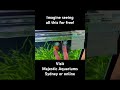 #aquarium #fishtank #aquascapelowtech #aquascape #aquascapegallery