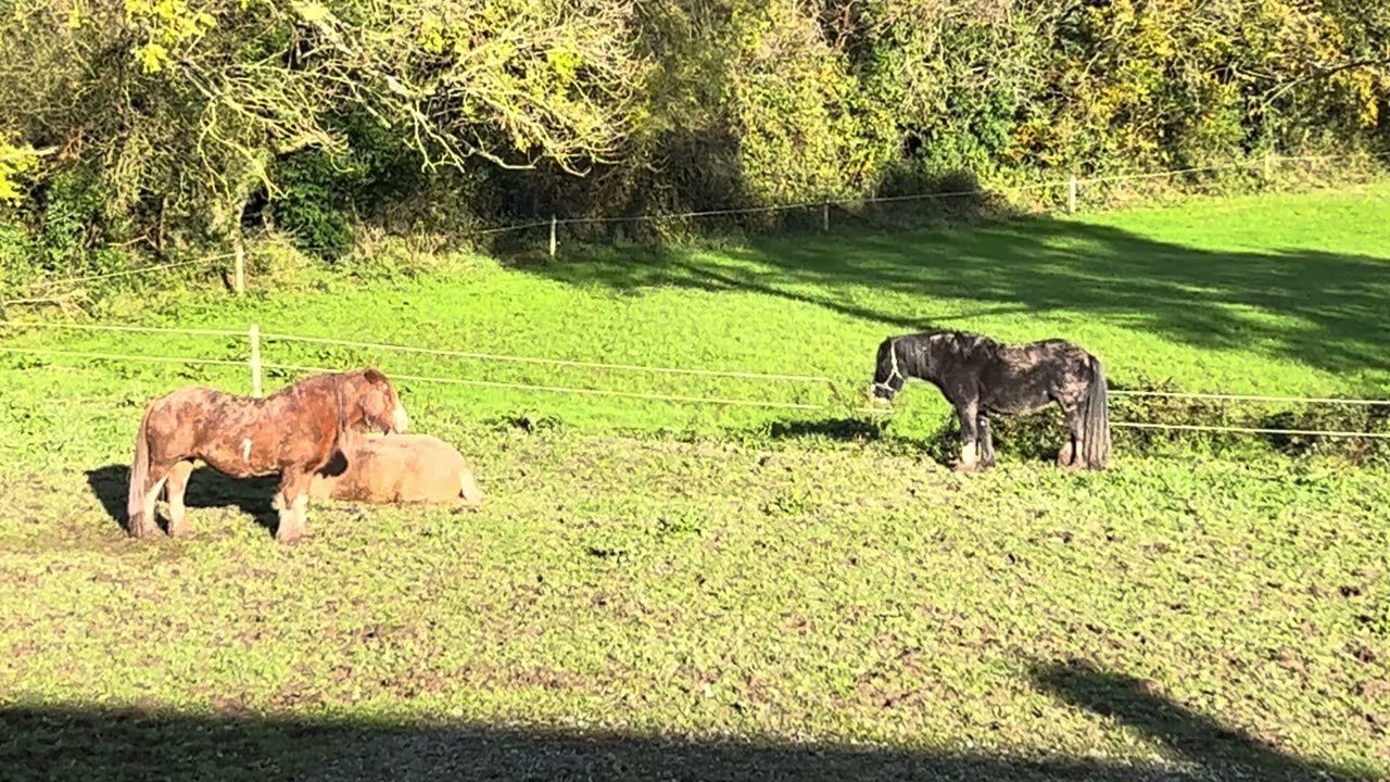 Reflect in Nature with the Horses