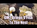 Decorah Eagles- Amazing! DM2 Brings 9 Fish To The Nest