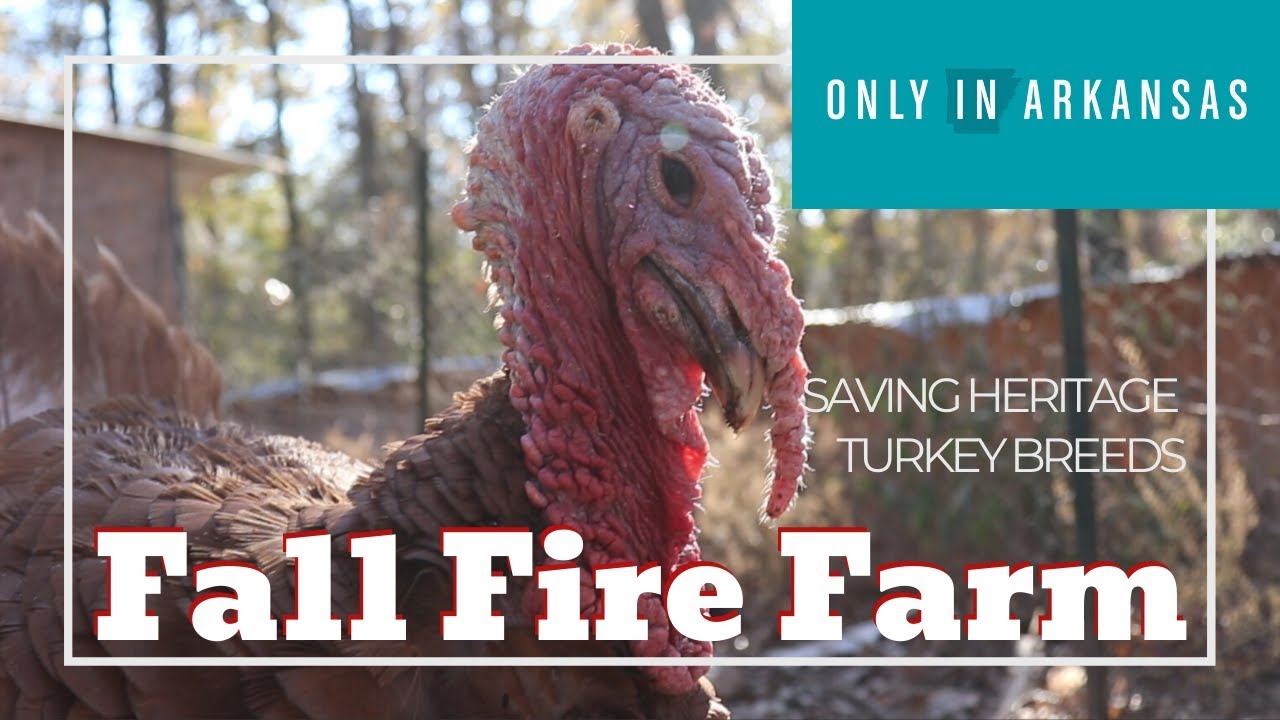 Heritage Turkeys Only in Arkansas YouTube