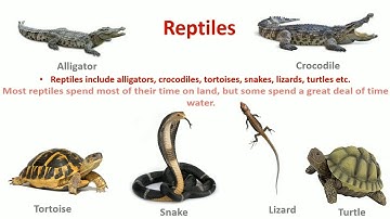 Class-1 E.V.S.  L-15 Animals Around Us
