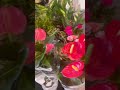 Beautiful flowers 💐#ytshortsfeed #tamil #ytshort #flowers #qatartamilvlog