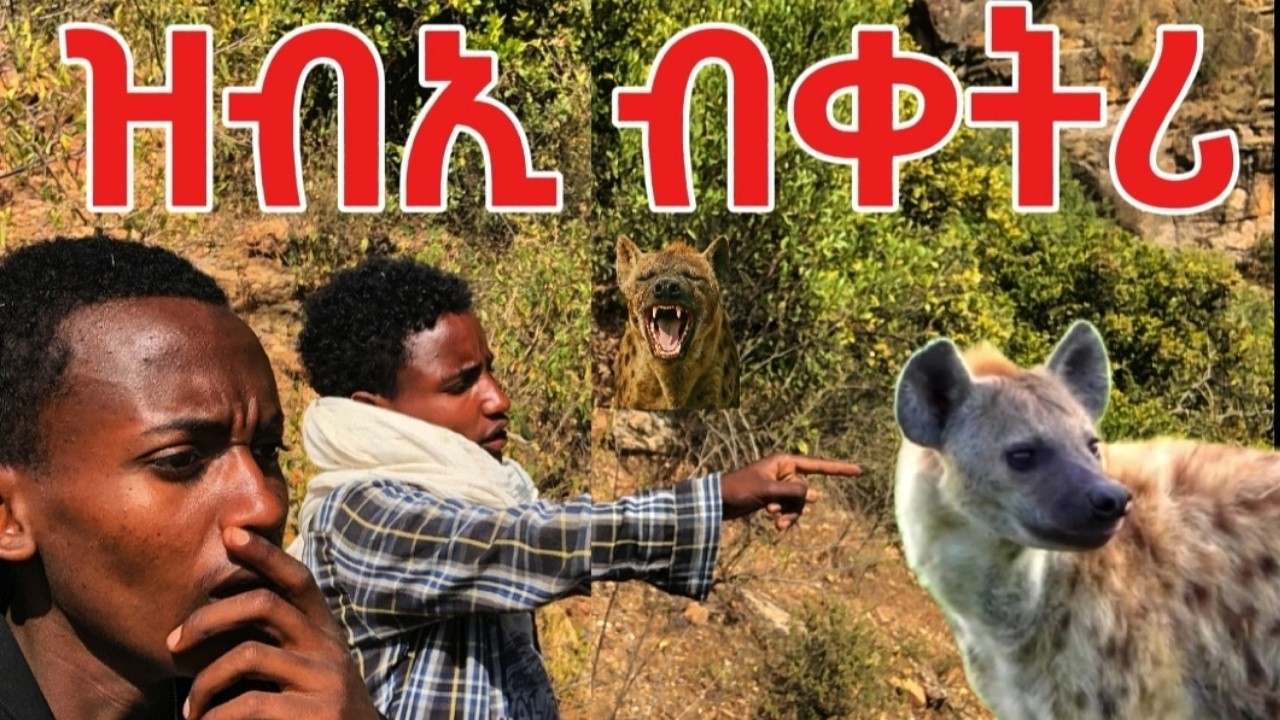 ኣብ ገጠር ናብ ኣዛብእ ዘለውዎ ሰፈር ከይድና ተበሊዕና ነይርና በዛብእ #tigray #eritrea #habesha