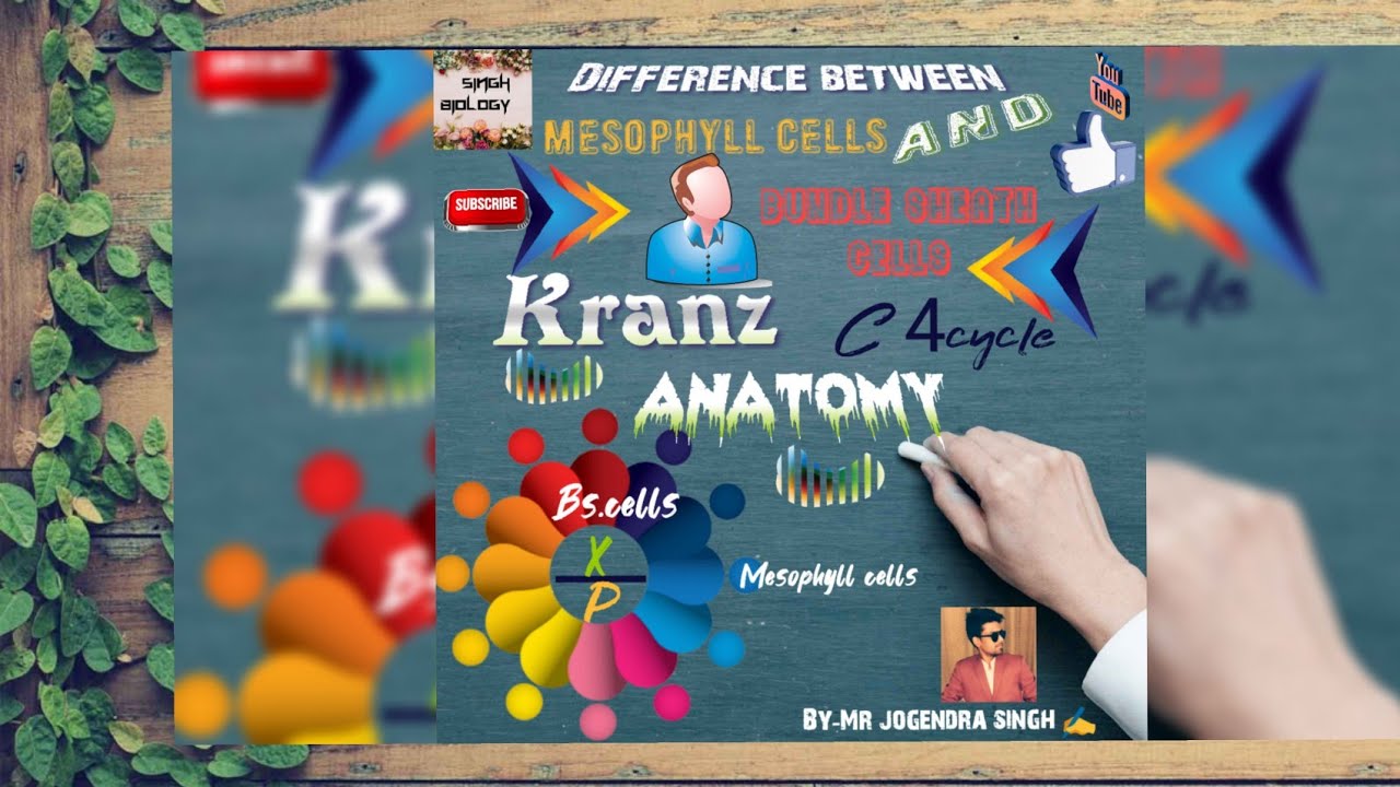 Kranz Anatomy c4plants Ninjaneet360 YouTube