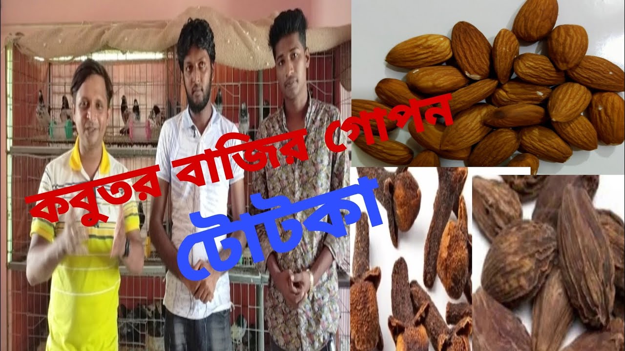 কবুতর বাজির সহজ উপায়,জানুন সৌরভ ভাইয়ের কাছ থেকে?