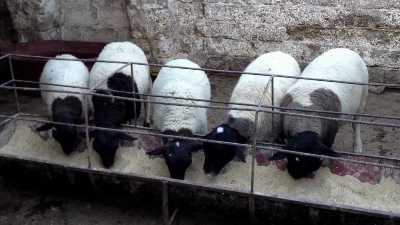 Dietas para borregos engorda pdf