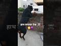 #dialogue❤️‍🔥❤️‍🔥#rottweiler☠️ #dog  #shortsvideo #attitude #youtubeshorts
