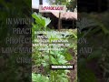 All About Lovage Loveage Herb Levisticum Officinale Used In Witchcraft Hoodoo Voodoo Magic All About Lovage Loveage Herb Levisticum Officinale Used In Witchcraft Hoodoo Voodoo Magic