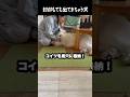 封印まったく通用しない愛犬　#greatpyrenees #大型犬のいる生活 #大型犬 #大型犬と暮らす #グレートピレニーズ #ゴールデンレトリバー #愛犬 #犬のいる生活