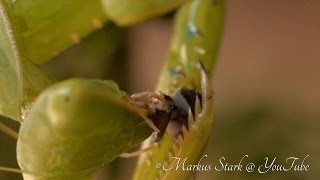 Praying Mantis eats fly alive ! Amazing close up!