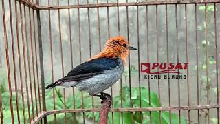 Masteran Kemade Ngalas Untuk Isian Burung Pleci Supaya Cepat Bunyi Gacor Ngeplong Buka Paruh