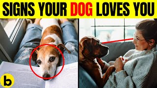 12 Signs Your Dog REALLY Loves You