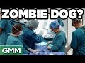 Real Life Zombie Experiments