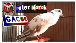 PUTER BLOROK gacor cocok untuk pancingan semua jenis puter