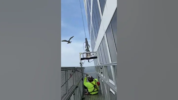 Workers on Scaffold Ambushed by a Falcon || ViralHog