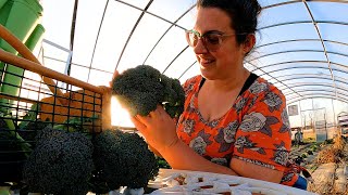 Harvesting Broccoli & Hide Tanning Practice (Seasonal Transitions) | Farm Life VLOG