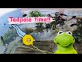 Tadpoles to frogss  follow our frog adventures funs for children