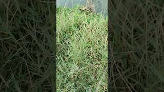 Wih 🙄😲😲 Mntf bnr ikan belanak ini pas kena shot langsung loncat#shorts #shortvideo #fishing#fyp