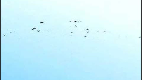 Flock of Birds - Tutorial Animation