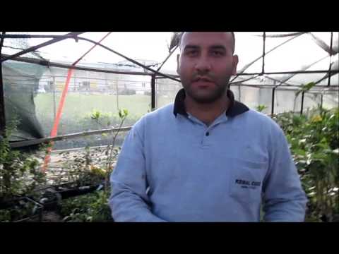 Video: Evde fideler için kabak nasıl ekilir