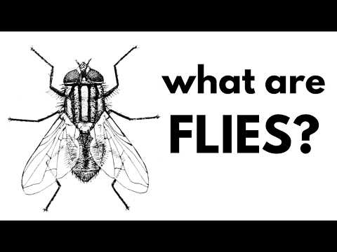 What Are Flies?