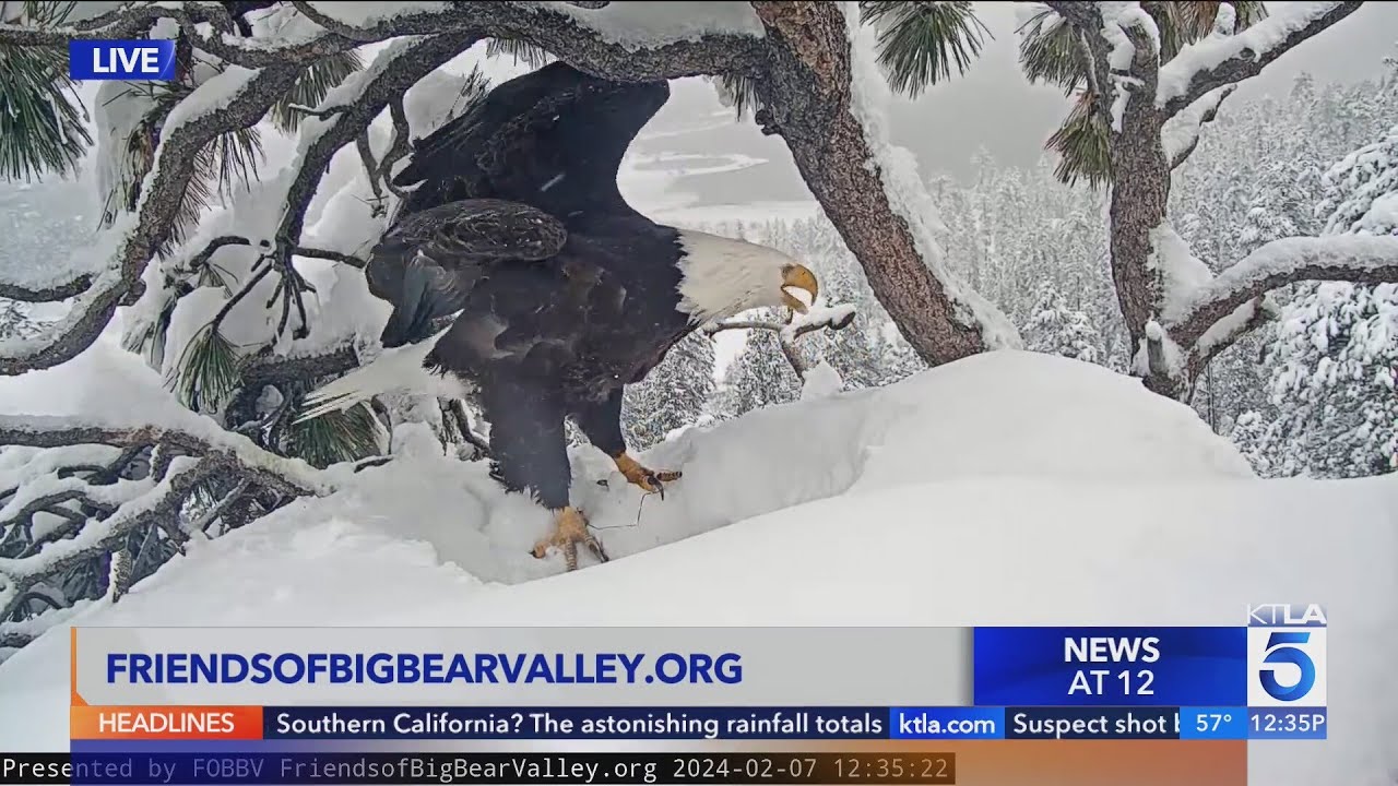 Live nest cam: Bald eagles Jackie and Shadow have 3 eggs