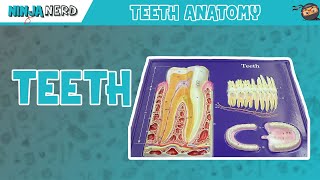 Gastrointestinal | Teeth Anatomy screenshot 2