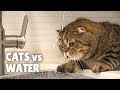 Cats vs Water | Kittisaurus