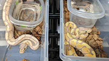 Baby Ball Pythons Change Color. Really.