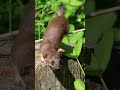 Backyard Critters #wildlifephotography