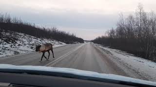 Reindeer on the streets of Lapland by Ib En 1,056 views 3 years ago 7 seconds