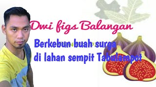 viral buah tin tumbuh subur di Balangan